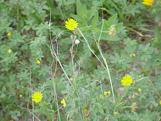 Koelpinia Linearis